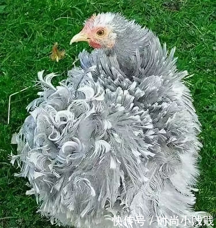 羽毛什么的羽毛