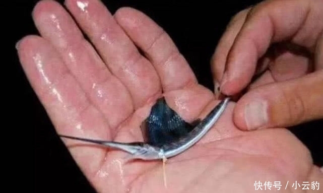 幼崽和成年不一样