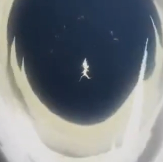 一拳超人埼玉出拳