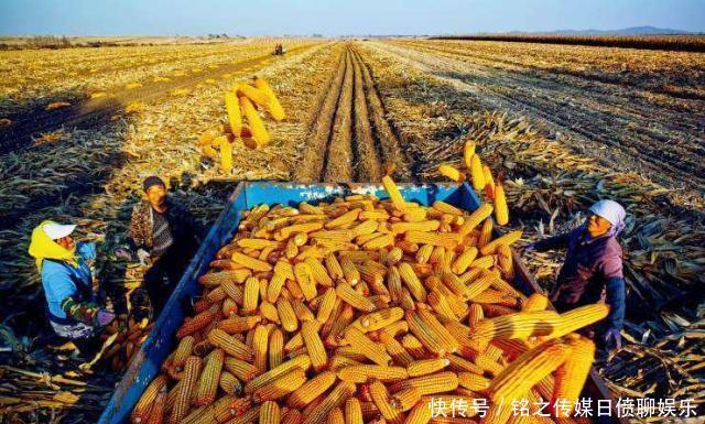 玉米价格黑龙江省