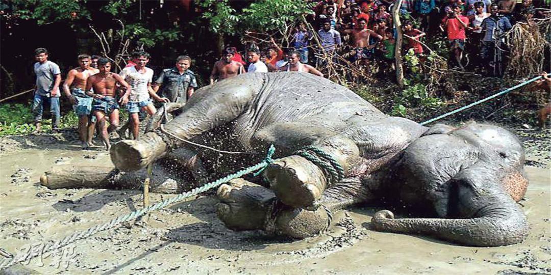 Thousands of kilometers! An elephant in India is washed to Bangladesh by the flood

