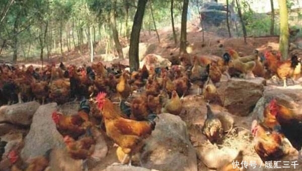 猪肉都是什么价格