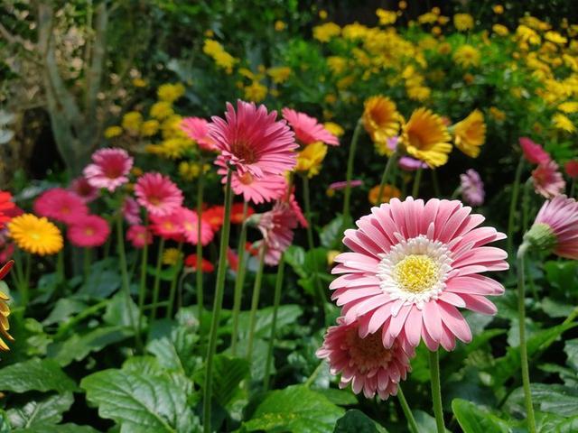 努比亚还出手机吗