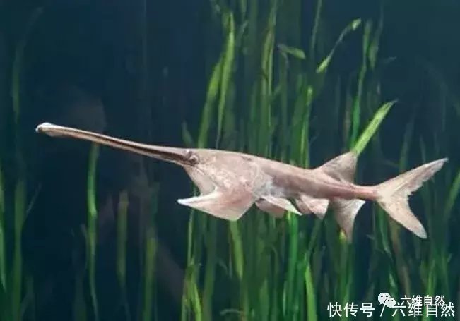 世界上最大的长江白鲟